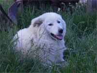 pastore abruzzese